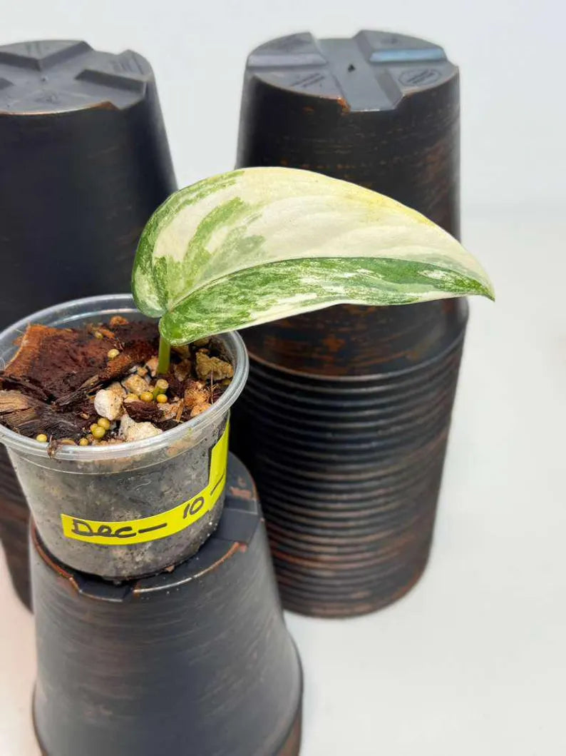 Scindapsus Jade Satin Variegated Plant in a Nursery Pot - Rare Tropical - SAME Plant - US Seller