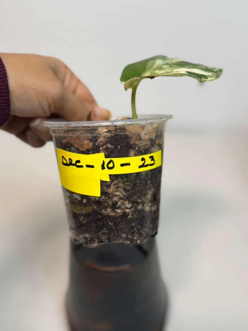 Scindapsus Jade Satin Variegated Plant in a Nursery Pot - Rare Tropical - SAME Plant - US Seller