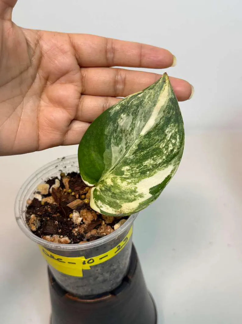 Scindapsus Jade Satin Variegated Plant in a Nursery Pot - Rare Tropical - SAME Plant - US Seller