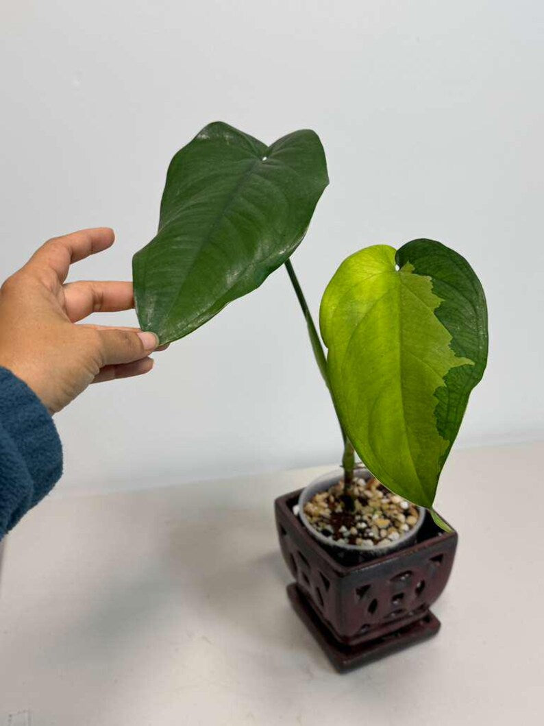 Variegated Syngonium Chiapense Albo Live Plant - Unique Leaves Beautiful Plant - Stunning Aroid with White Variegation-SAME Plant -US Seller