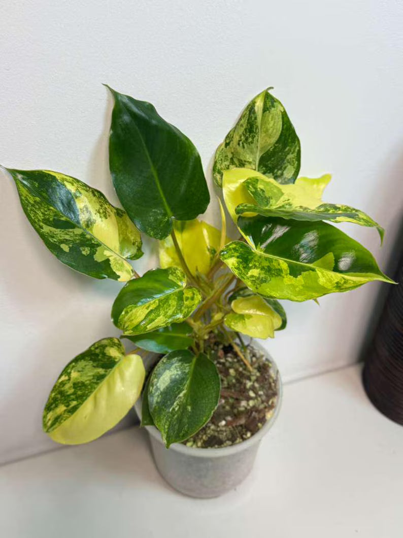 Variegated Burle Marx Philodendron Plant - Indoor & Outdoor Live Tropical House plant - SAME Potted Plant as Image - US Seller