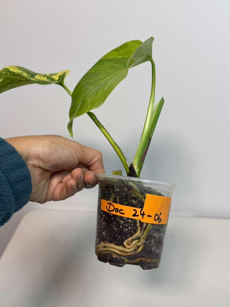 Monstera Aurea Variegated Borsigiana in a Nursery Pot - Monstera Marmota - SAME Plant as images - US Seller