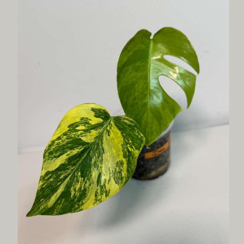Monstera Aurea Variegated Borsigiana in a Nursery Pot - Monstera Marmota - SAME Plant as images - US Seller