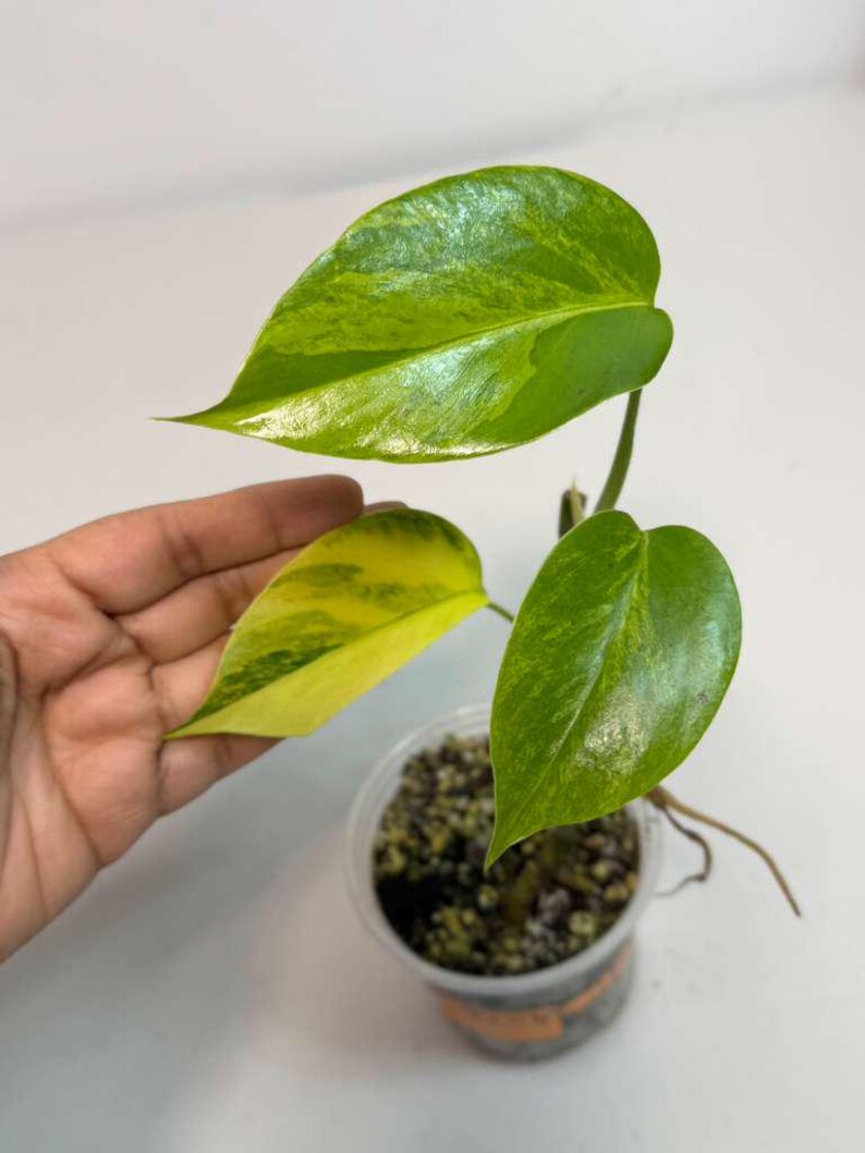Monstera Aurea Variegated Borsigiana in a Nursery Pot