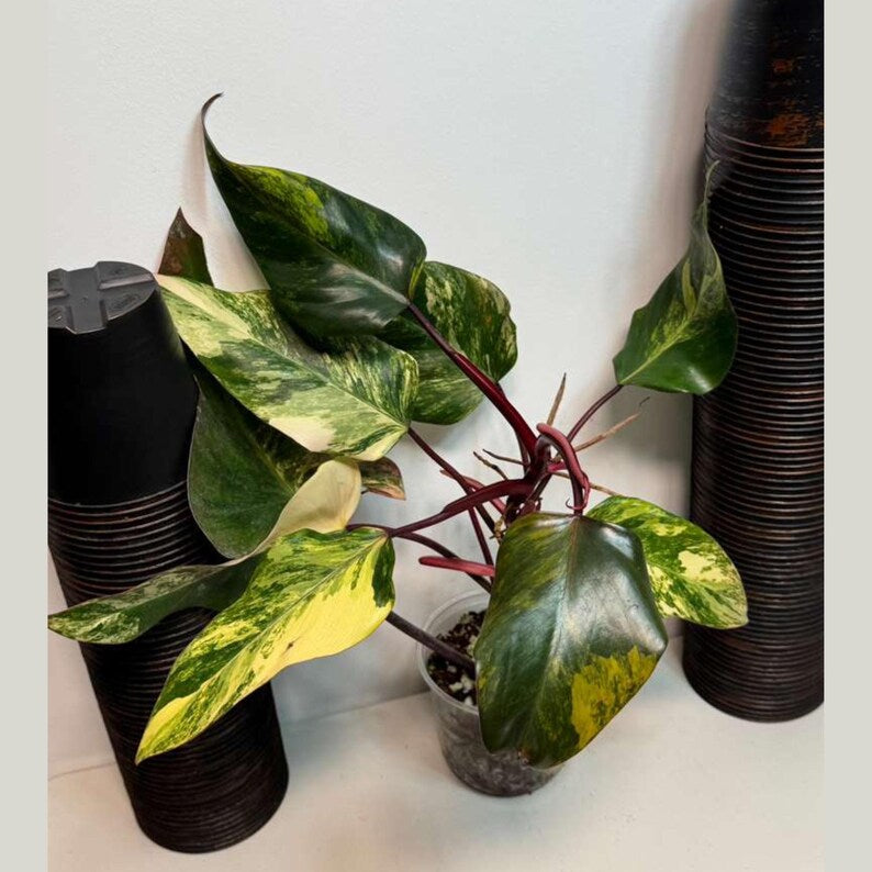 Variegated Philodendron Strawberry Shake Live Plant - Rare Collector Plant - Gift Indoor Plant - Philodendron Pink Plant - US Seller