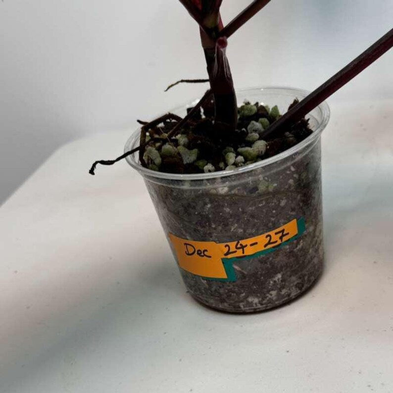 Variegated Philodendron Strawberry Shake Live Plant - Rare Collector Plant - Gift Indoor Plant - Philodendron Pink Plant - US Seller