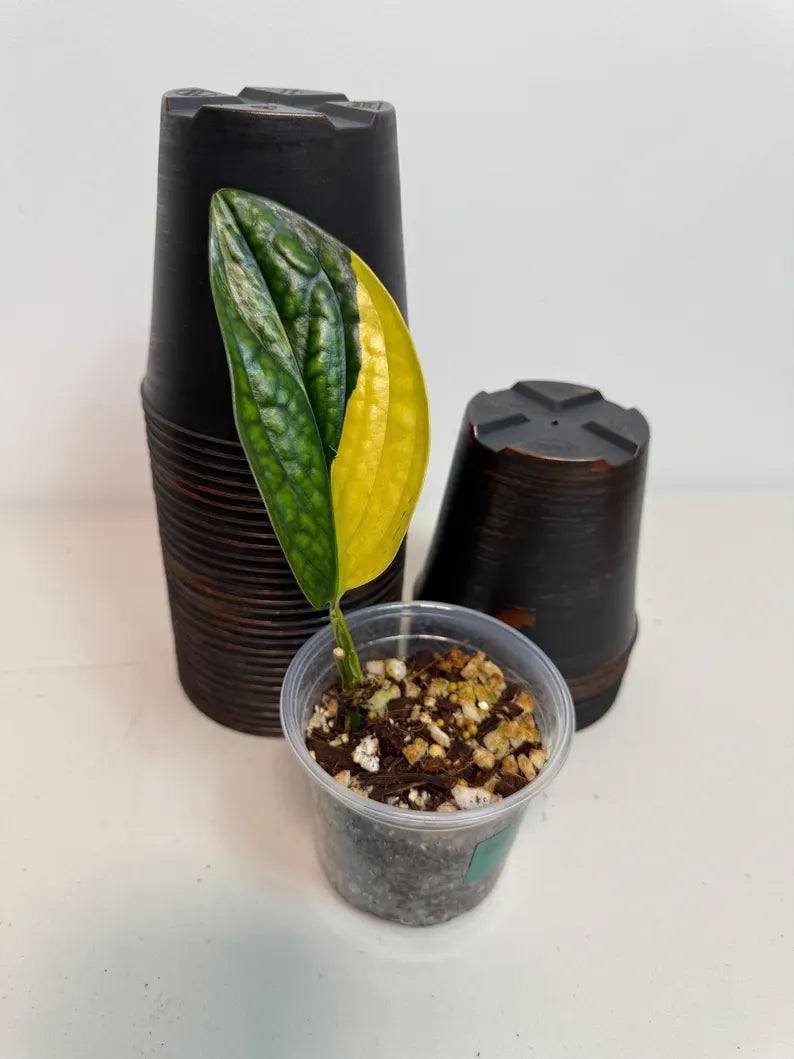 Variegated Monstera Peru in a Nursery Pot - Live Rare Houseplants - Rare Collector Plant - US Seller