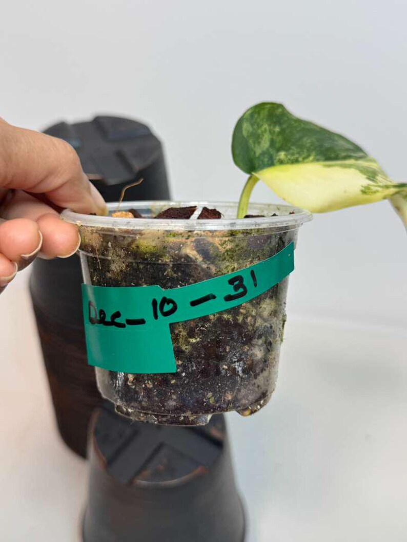 Scindapsus Jade Satin Variegated Plant in a Nursery Pot - Rare Tropical - SAME Plant - US Seller