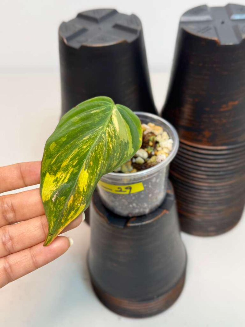 Variegated Philodendron Mican Aurea