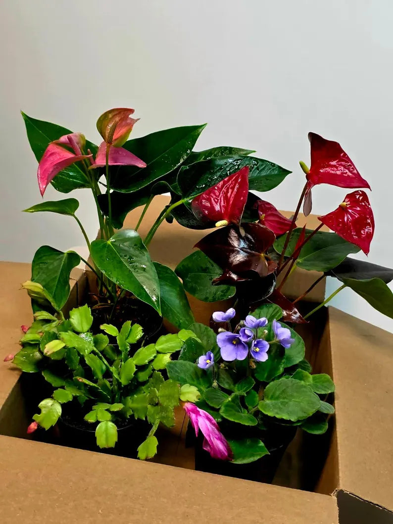 Assorted Indoor Flowering Plant Set of 4 Live Houseplants in 4" Pots- Anthurium, African Violet, Blooming Cactus, Peace Lily