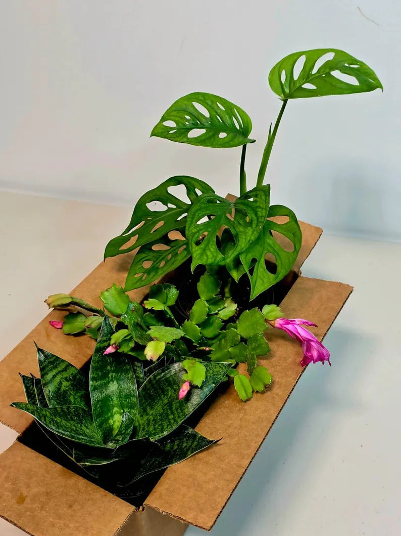 easy care houseplant