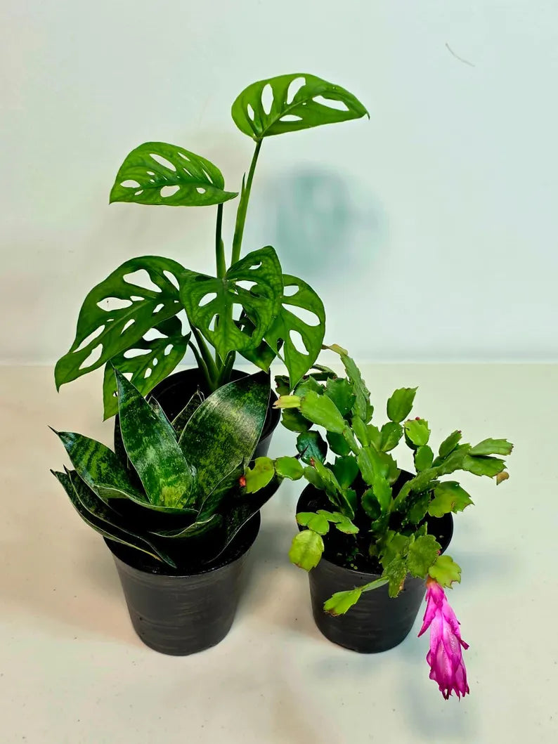 small potted plants