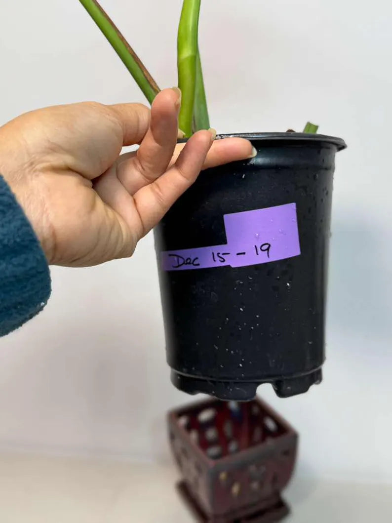 Rare Monstera Albo Variegated - Indoor White Monstera Albo Borsigiana Plant - Live Plant - Collector's Aroid - Gift Plant - US Seller