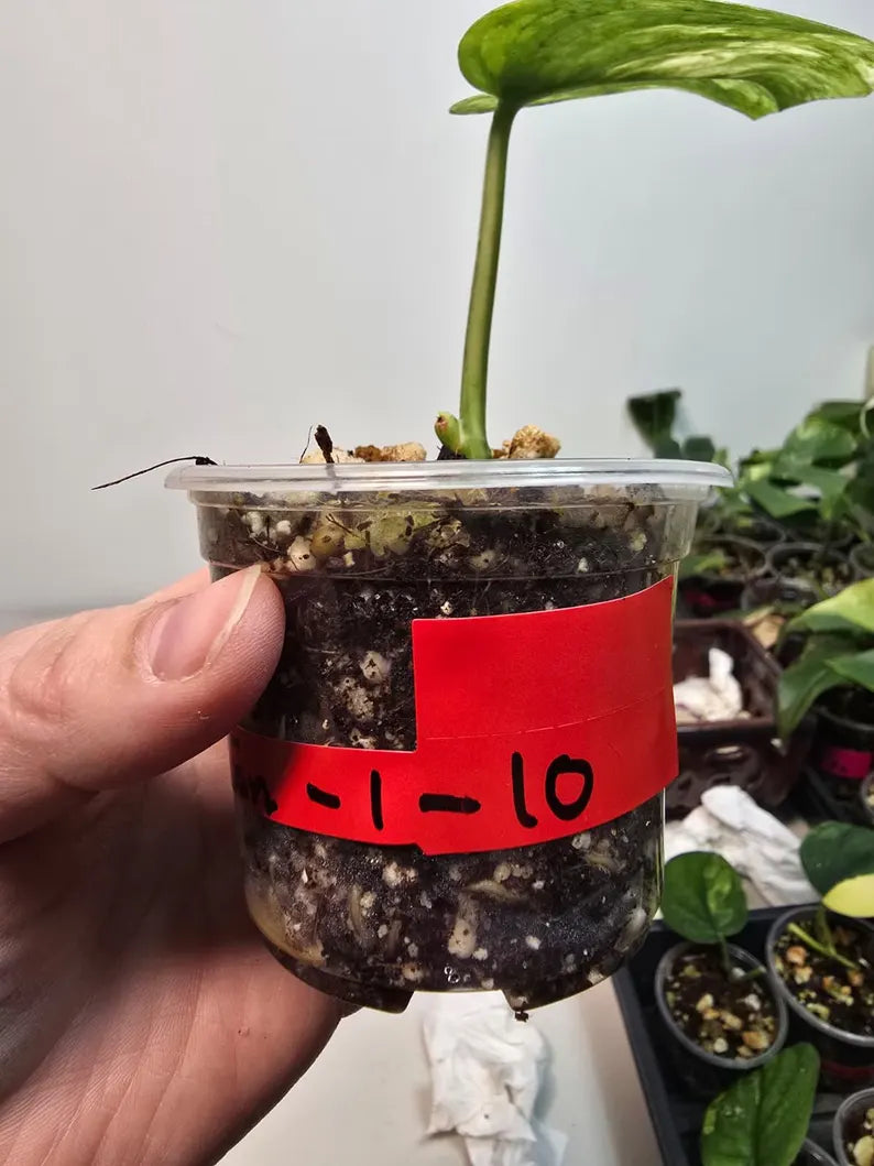 Variegated Scindapsus Pictus 'Jade Satin' Plant in a Nursery Pot - Rare Collector Plant - SAME Plant - US Seller