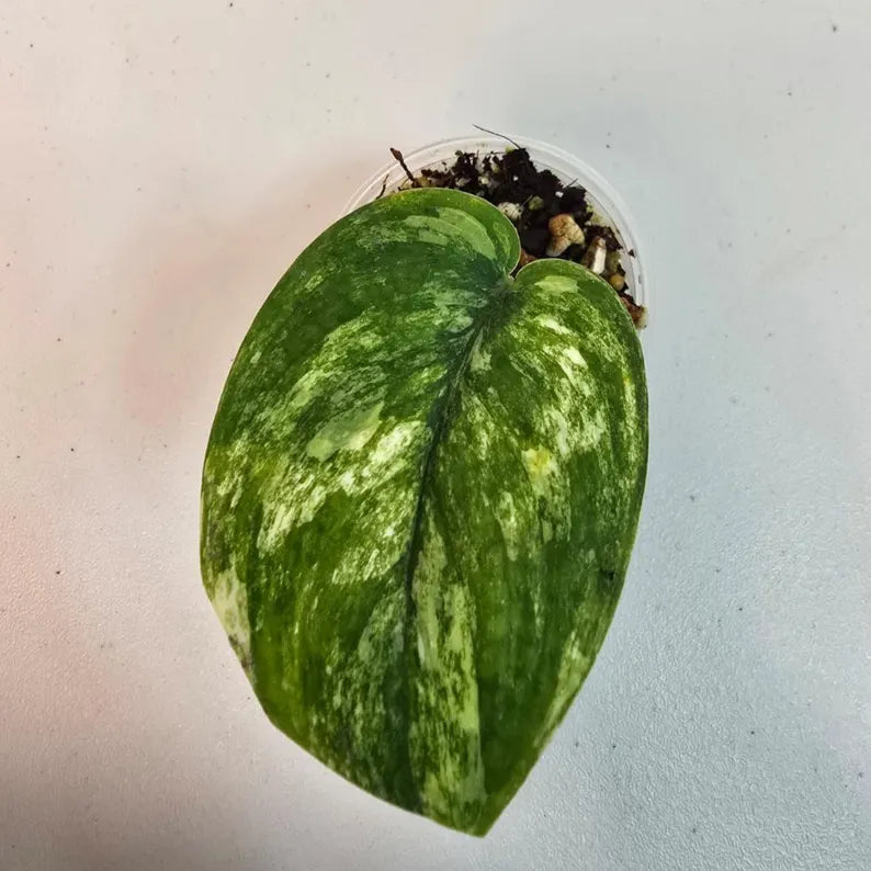 Variegated Scindapsus