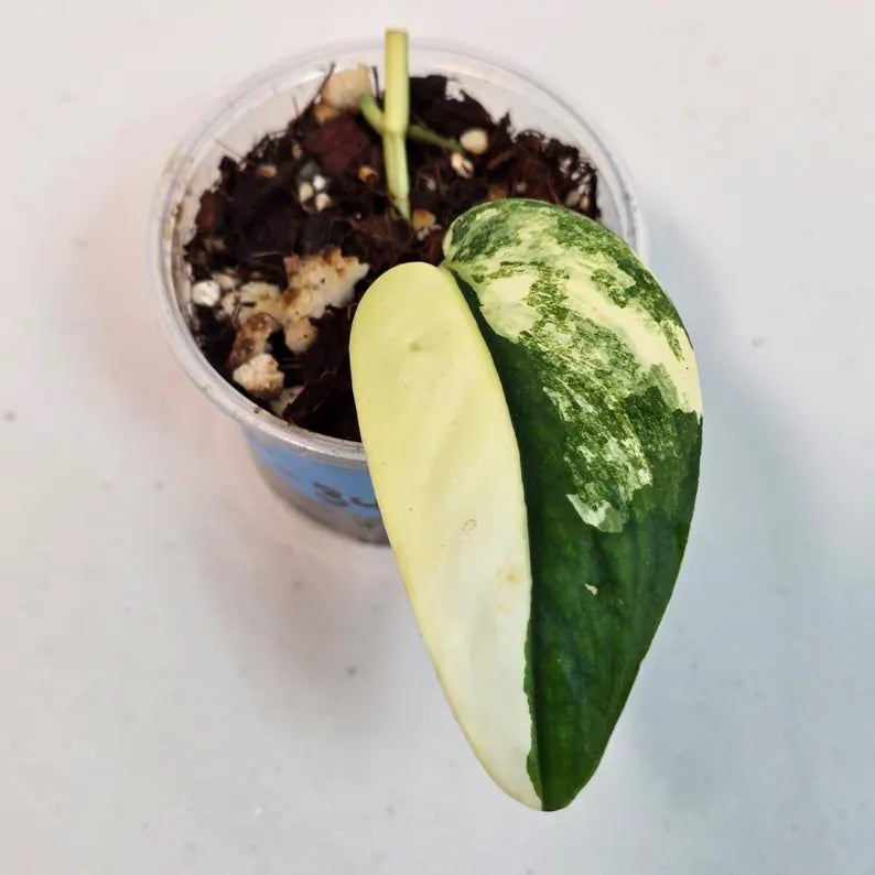 Variegated Scindapsus Pictus 'Jade Satin' Plant in a Nursery Pot - Rare Collector Plant - SAME Plant - US Seller