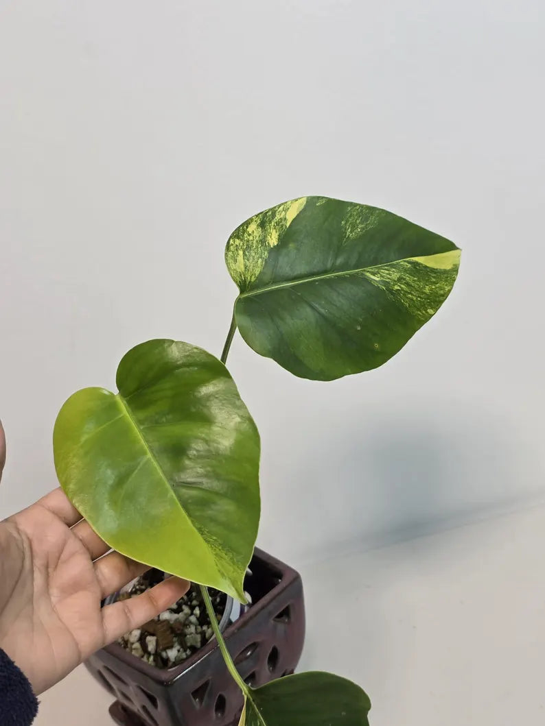 Variegated Borsigiana