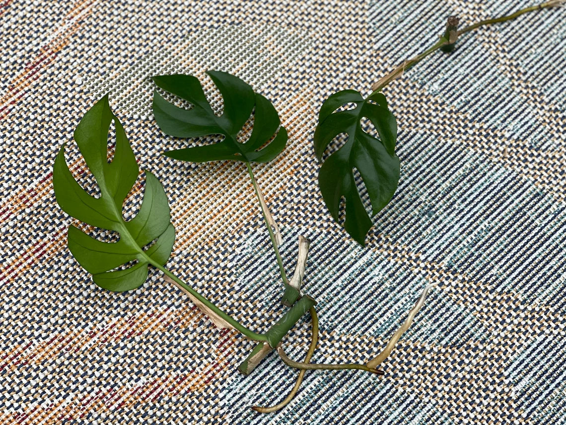 Rare Monstera Minima | Rhaphidophora Tetrasperma | Mini Monstera | UNROOTED Plant Cutting | Indoor Plants | Tretrassperma Philodendron
