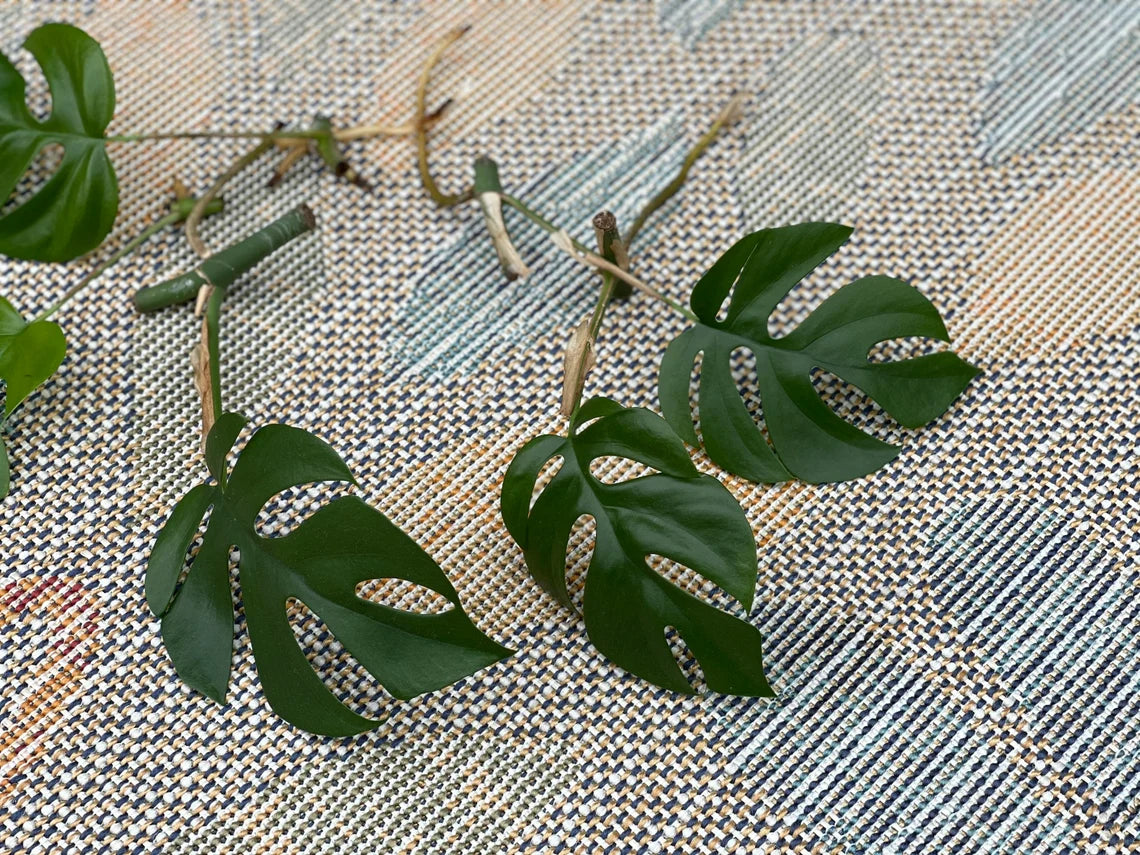 Rare Monstera Minima | Rhaphidophora Tetrasperma | Mini Monstera | UNROOTED Plant Cutting | Indoor Plants | Tretrassperma Philodendron