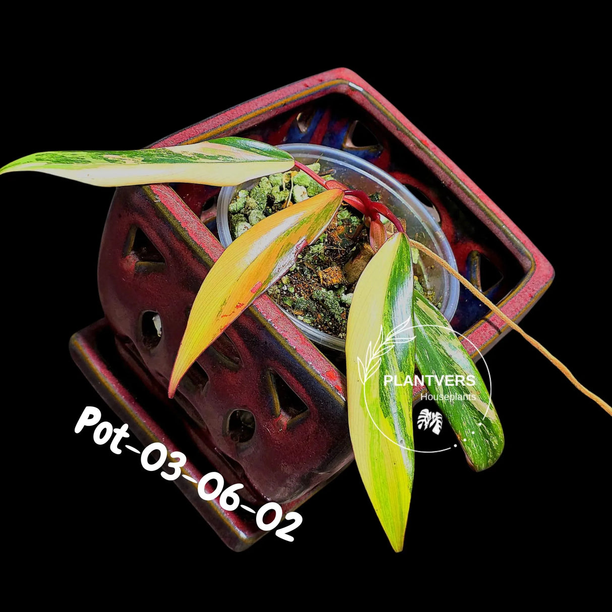 Philodendron Strawberry Shake High Variegated Live Plant - EXACT Plant - US Seller