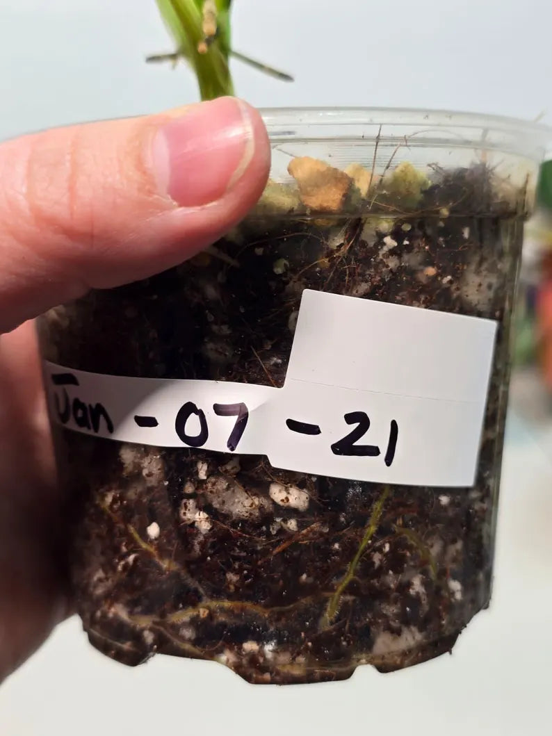 Variegated Philodendron