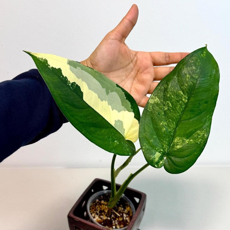 Syngonium Chiapense Albo Variegated - Stunning Aroid - SAME Plant - US Seller