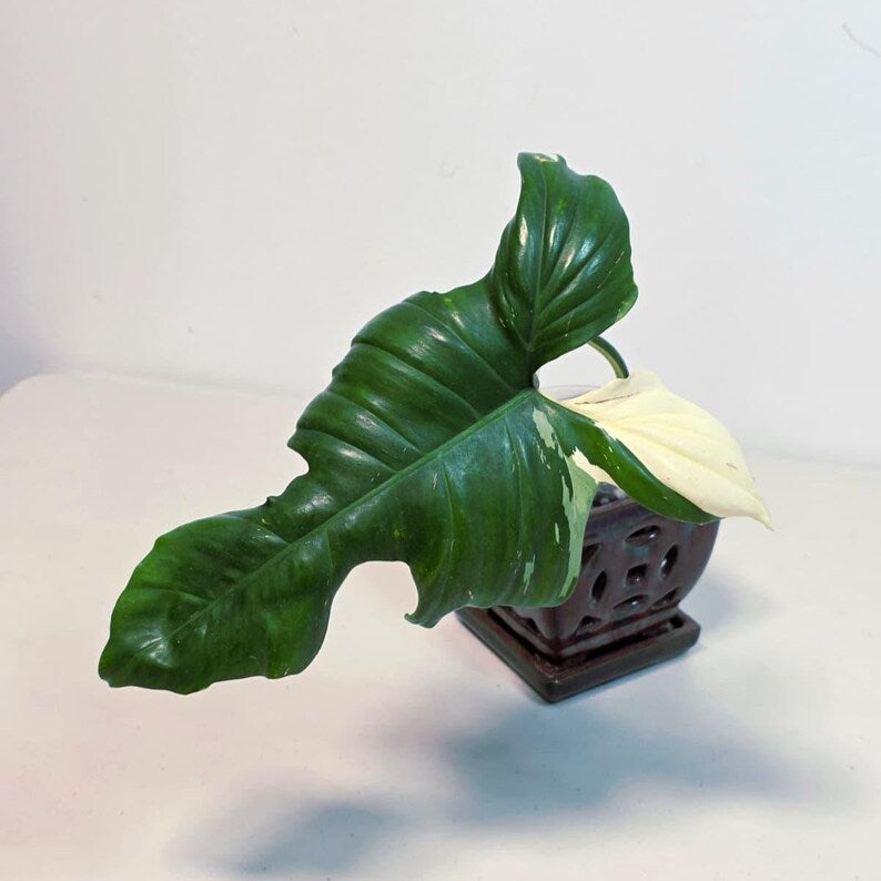 Philodendron Golden Dragon Variegated Established Plant in a Nursery Pot- Collector Rare Indoor Plants - Live Plant - SAME plant - US Seller