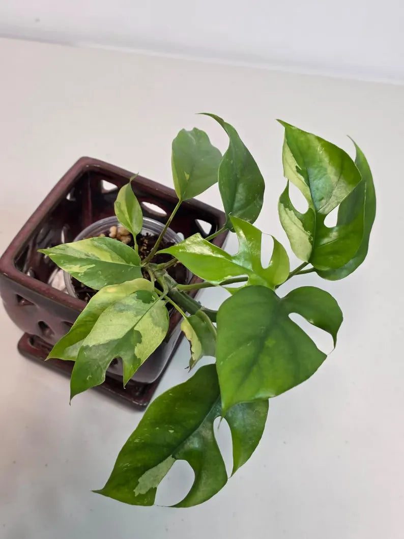 Rare Variegated Rhaphidophora Tetrasperma Albo - Mini Tetrasperma Exact Collector Plant - US Seller