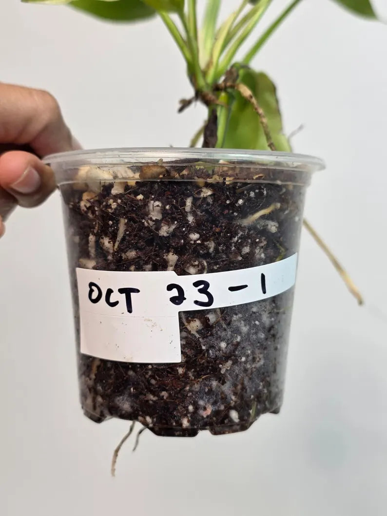 Rare Variegated Rhaphidophora Tetrasperma Albo - Mini Tetrasperma Exact Collector Plant - US Seller