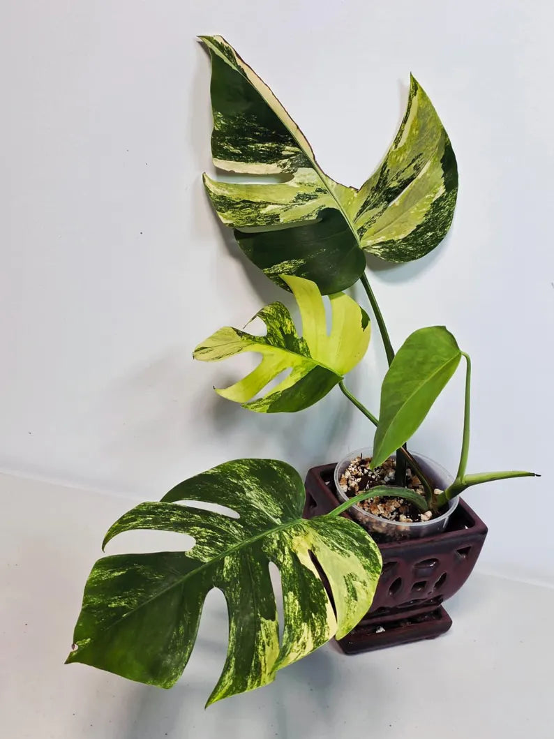 Monstera Aurea Variegated Borsigiana in a Nursery Pot - Rare Monstera Marmota - SAME Plant - US Seller