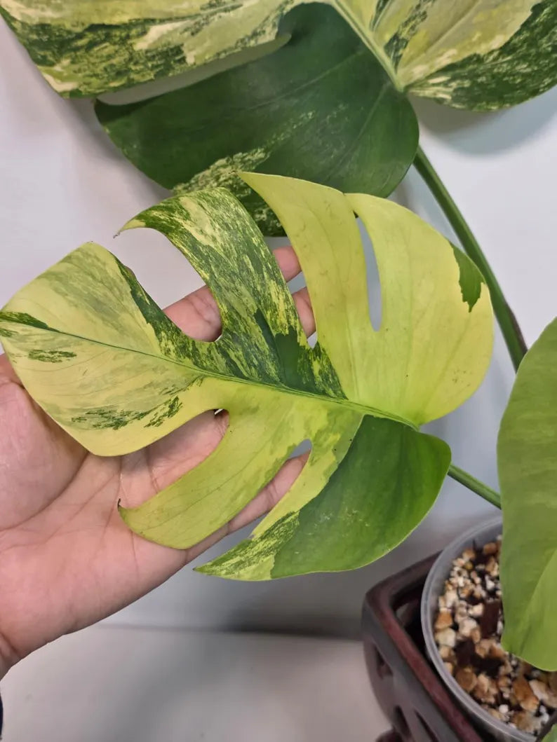 Monstera Aurea Variegated Borsigiana in a Nursery Pot - Rare Monstera Marmota - SAME Plant - US Seller