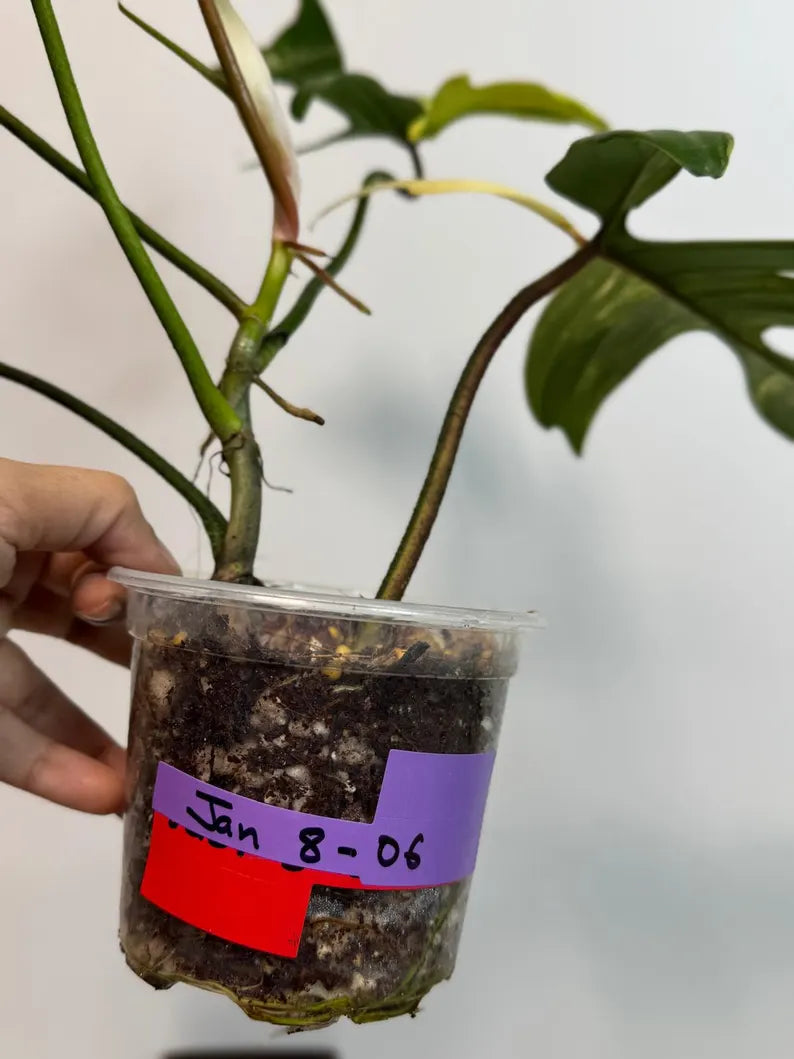 Variegated Philodendron Florida Beauty Exact Plant - Extremely Rare Collector Plant - US Seller