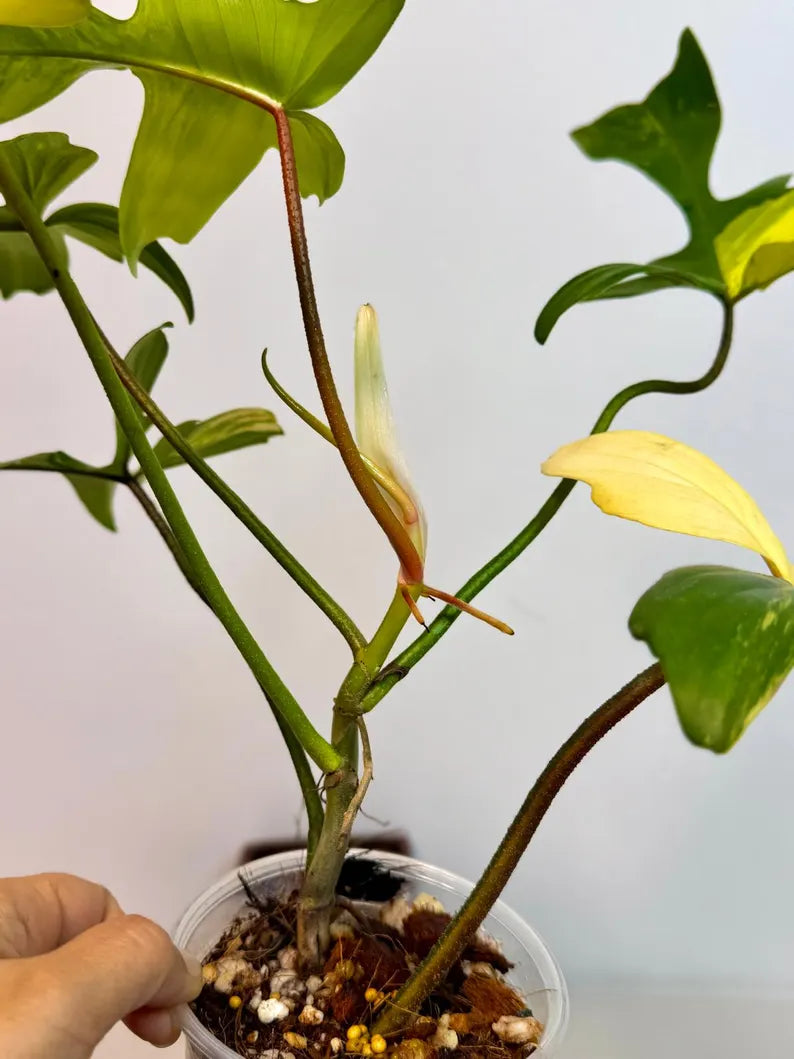 Variegated Philodendron Florida Beauty Exact Plant - Extremely Rare Collector Plant - US Seller