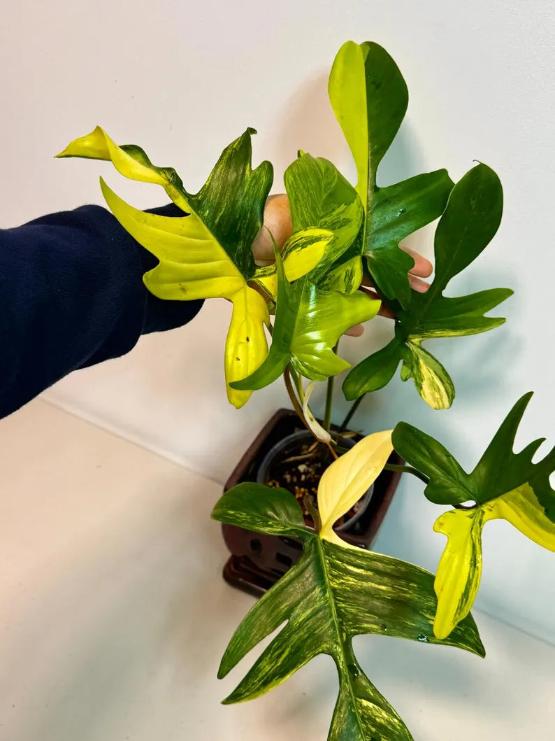 Variegated Philodendron Florida Beauty Exact Plant - Extremely Rare Collector Plant - US Seller