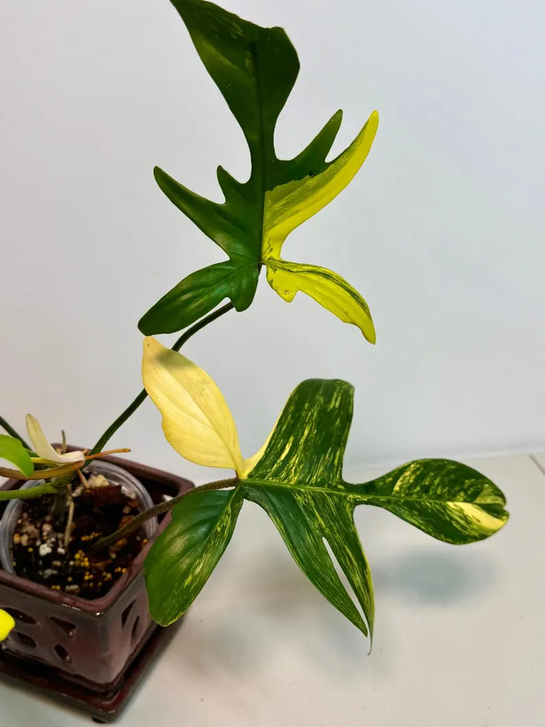 Variegated Philodendron Florida Beauty Exact Plant - Extremely Rare Collector Plant - US Seller