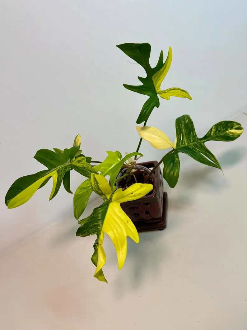 Variegated Philodendron Florida Beauty Exact Plant - Extremely Rare Collector Plant - US Seller