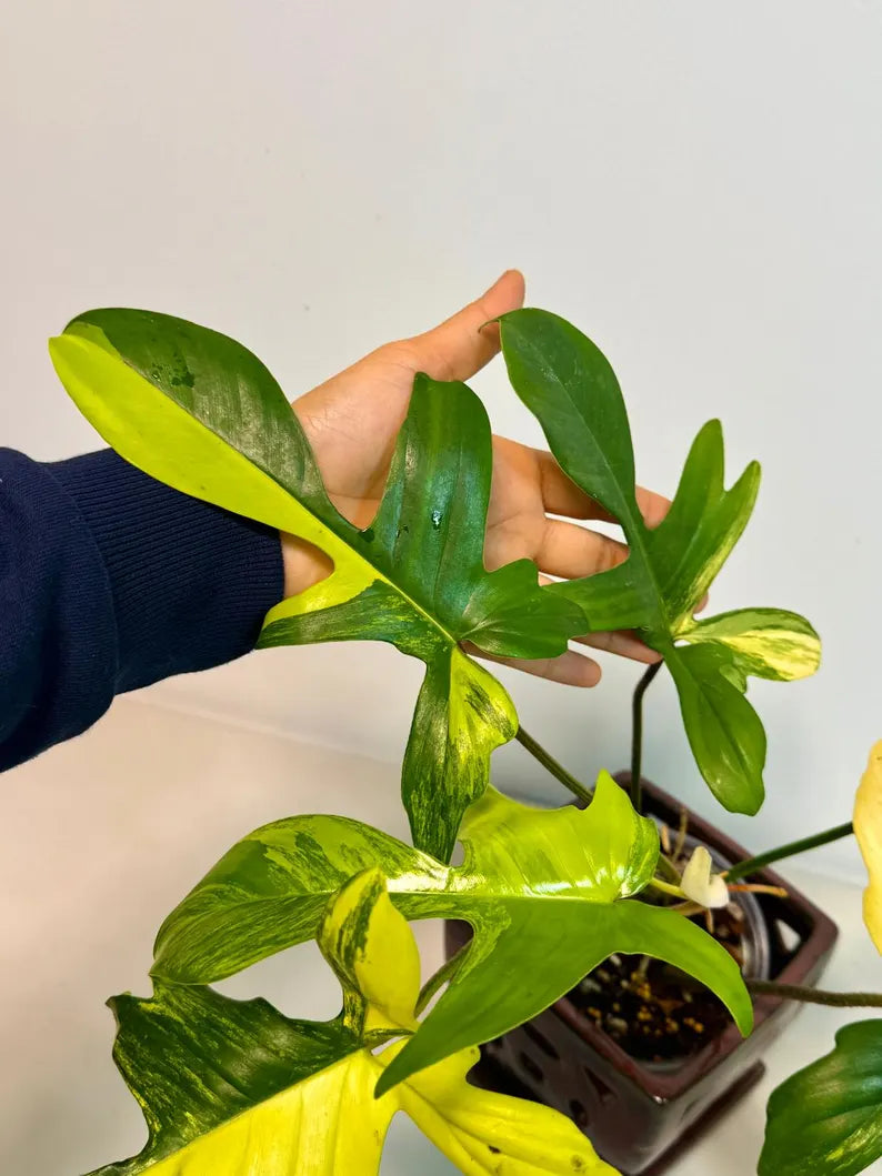 Variegated Philodendron Florida Beauty Exact Plant - Extremely Rare Collector Plant - US Seller