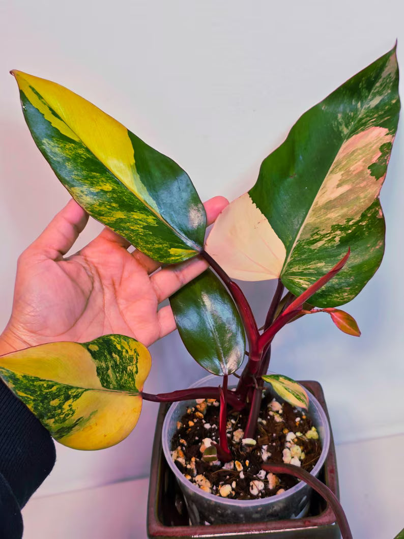 Variegated Philodendron Strawberry Shake Live Plant - Rare Collector Plant - Philodendron Pink Plant - US Seller