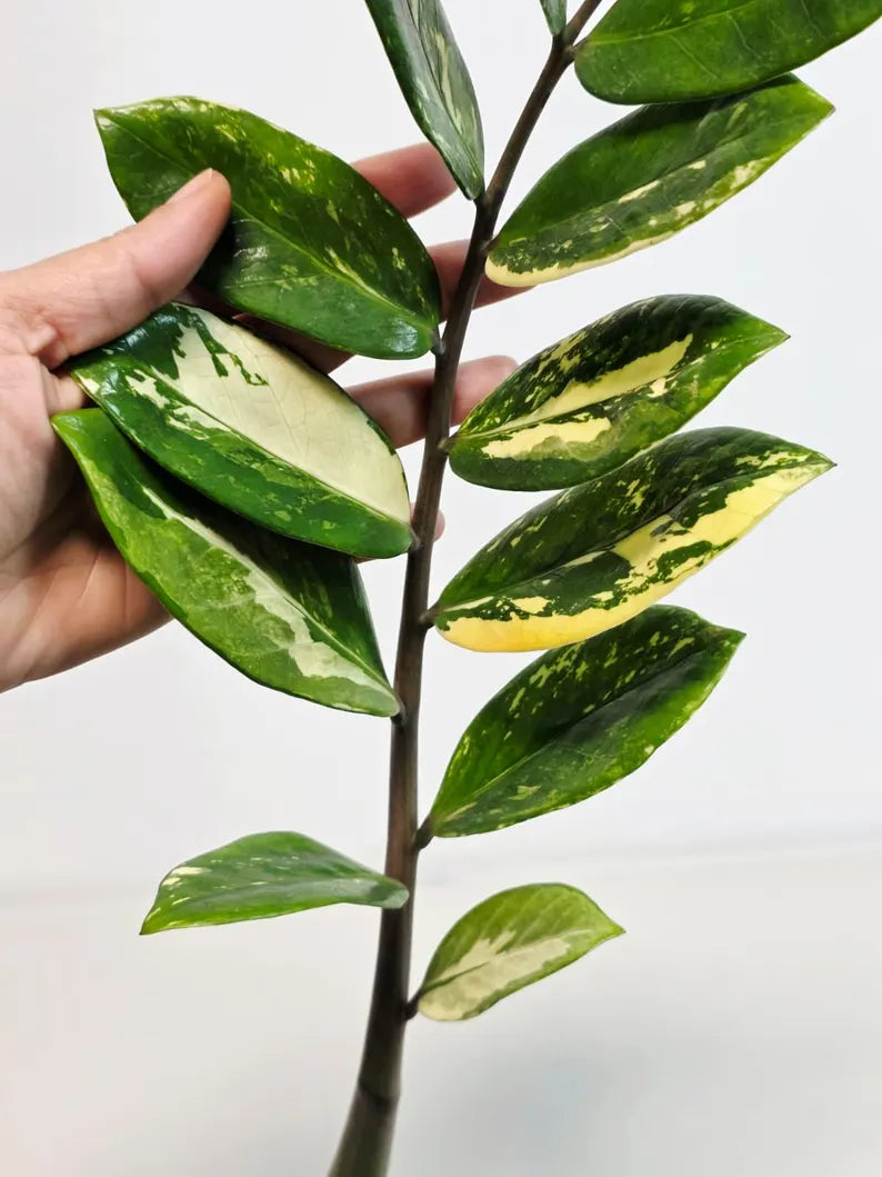 Rare Variegated Zamioculcas Zamiifolia Gold EXACT Plant - Variegated ZZ Gold - Super Rare Indoor Gift Collector Plant - US Seller Same Plant