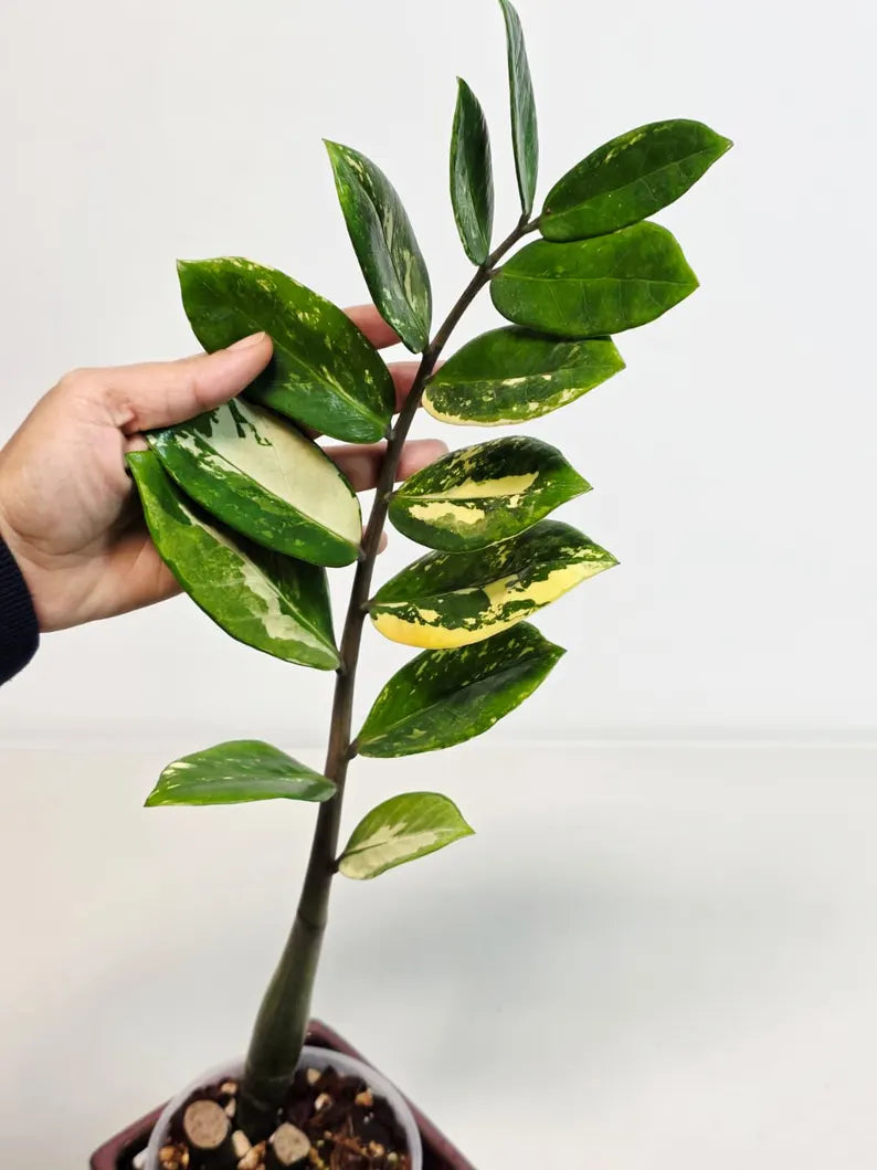 Rare Variegated Zamioculcas Zamiifolia Gold EXACT Plant - Variegated ZZ Gold - Super Rare Indoor Gift Collector Plant - US Seller Same Plant