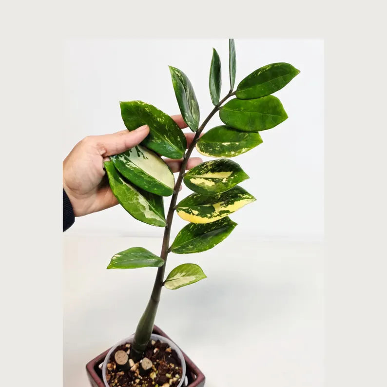 Rare Variegated Zamioculcas Zamiifolia Gold EXACT Plant - Variegated ZZ Gold - Super Rare Indoor Gift Collector Plant - US Seller Same Plant
