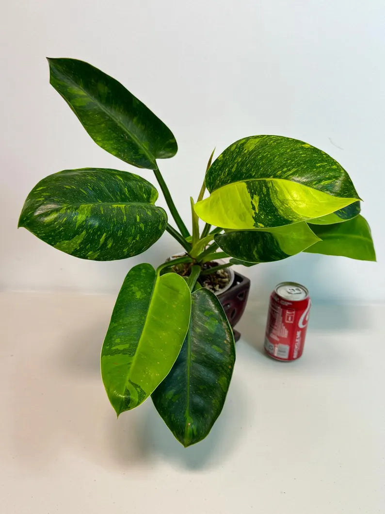 Variegated Burle Marx Philodendron Plant - Live Tropical Houseplant - SAME Plant - US Seller