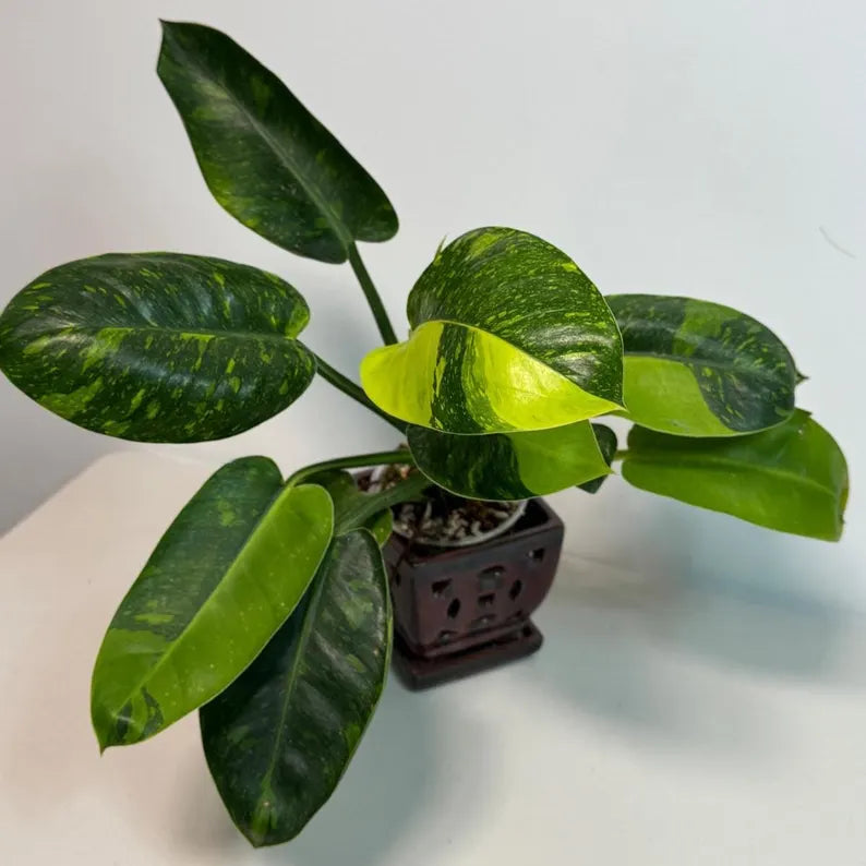 Variegated Burle Marx Philodendron Plant - Live Tropical Houseplant - SAME Plant - US Seller