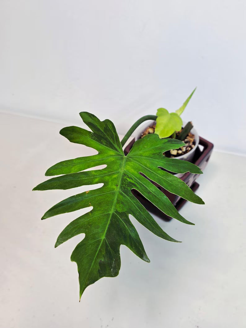 Philodendron Radiatum Variegated - Indoor Rare Plant - Large Form - Plants Lover Gift - Live Plant - Exact Same Plant - US Seller