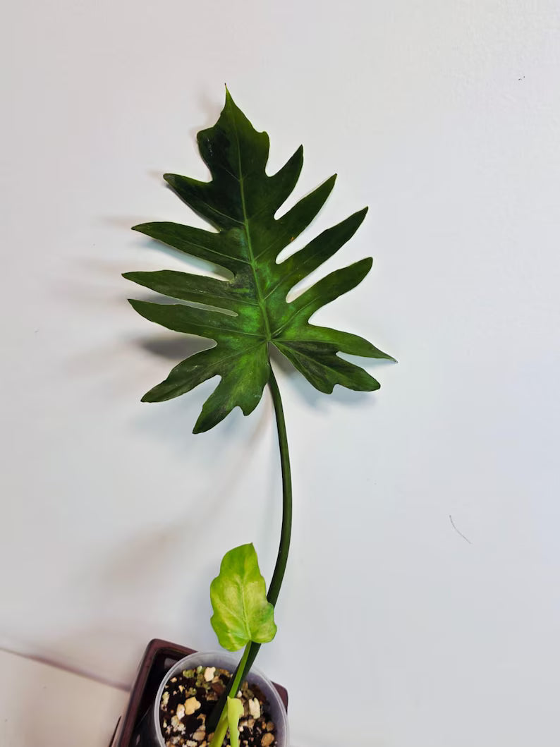 Philodendron Radiatum Variegated - Indoor Rare Plant - Large Form - Plants Lover Gift - Live Plant - Exact Same Plant - US Seller
