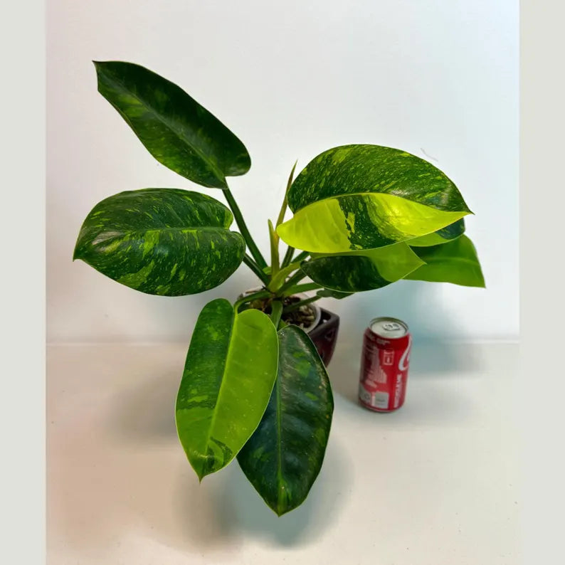 Variegated Burle Marx Philodendron Plant - Live Tropical Houseplant - SAME Plant - US Seller