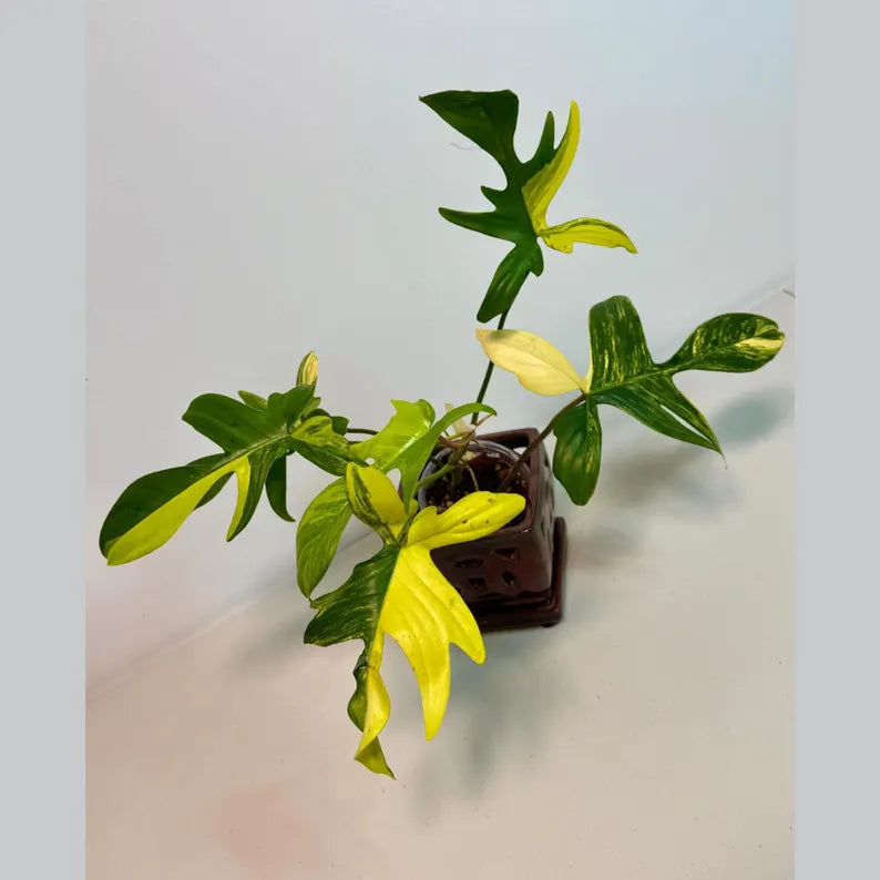 Variegated Philodendron Florida Beauty Exact Plant - Extremely Rare Collector Plant - US Seller