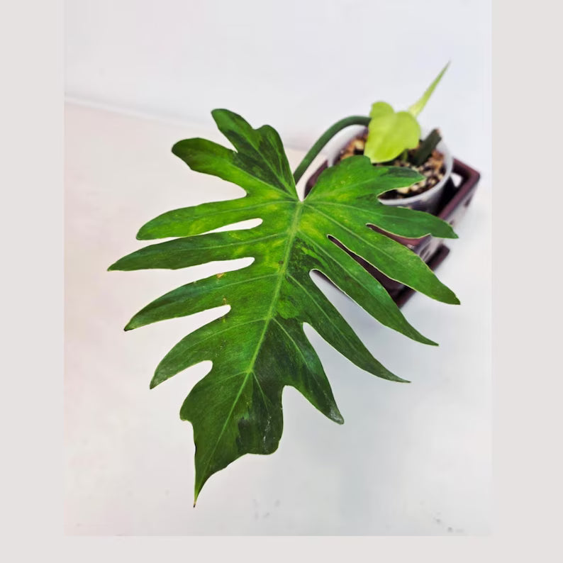 Philodendron Radiatum Variegated - Indoor Rare Plant - Large Form - Plants Lover Gift - Live Plant - Exact Same Plant - US Seller