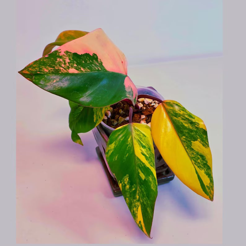 Variegated Philodendron Strawberry Shake Live Plant - Rare Collector Plant - Philodendron Pink Plant - US Seller