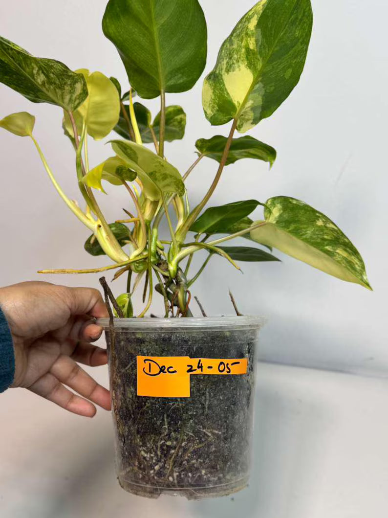 Variegated Burle Marx Philodendron Plant - Indoor & Outdoor Live Tropical House plant - SAME Potted Plant as Image - US Seller